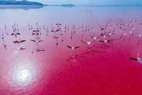 تصاویر دلچسبی  که دل 90 میلیون نفر را حسابی شاد کرد