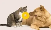 چک افسری یک گربه به سگ غول پیکر