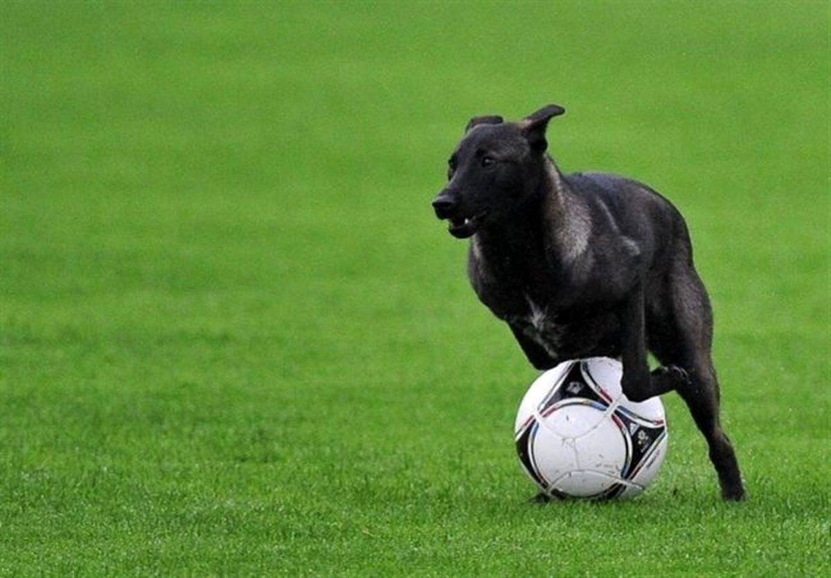 ورود سگ به زمین و دزدیدن توپ در لیگ مکزیک!