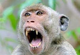 ضجه‌های دلخراش یک میمون هنگام شکار مار