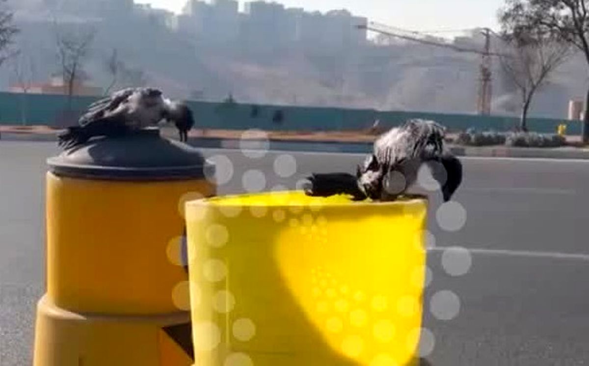 کلاغها در هوای سرد تبریز منجمد شدند