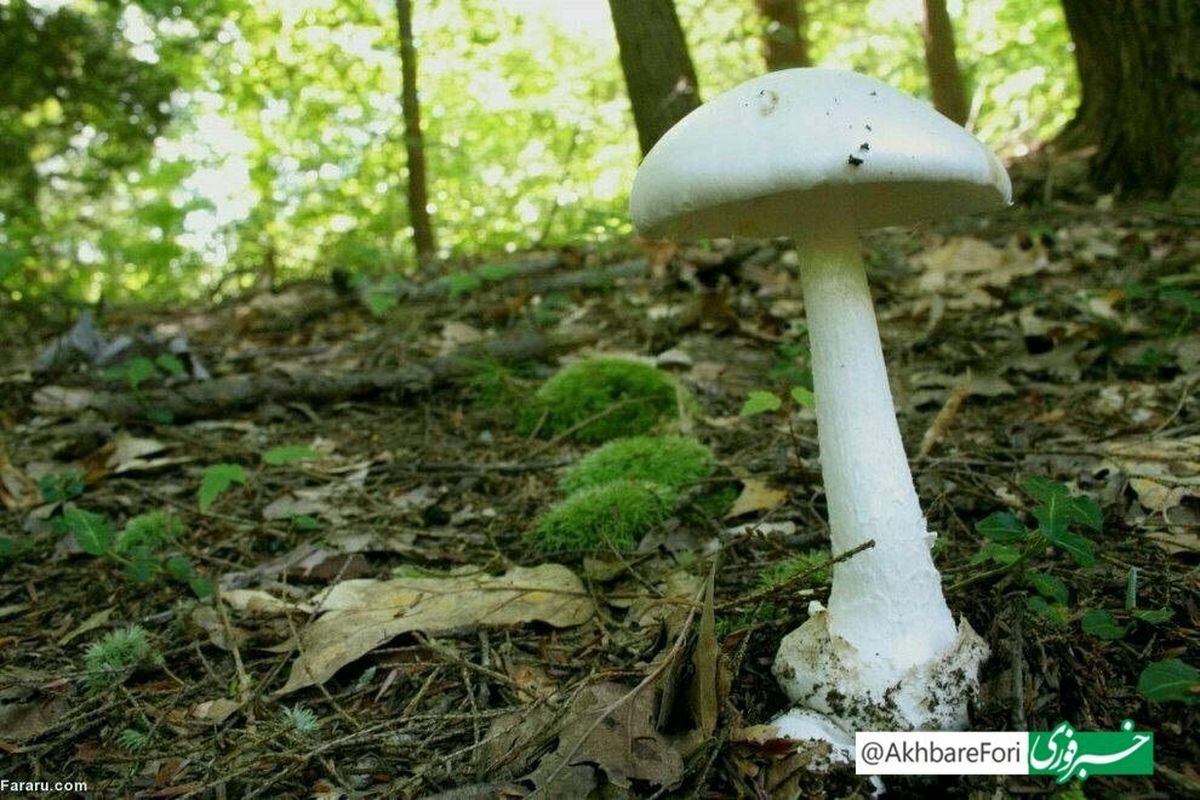   قارچی که تاکنون جان۱۵ ایرانی را گرفته است 