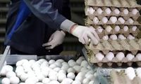 قیمت تخم‌مرغ سر به فلک کشید