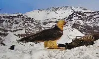 ورود یک مهمان قدیمی به ایران، همه را درگیر خودش کرد!