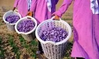 آنچه در مورد زعفران نمی‌دانید