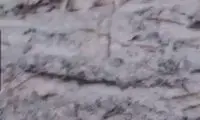 شیوه باورنکردنی پختن نان با پوست درخت کاج!