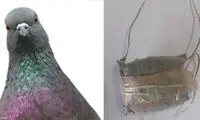 کبوتر قاچاقچی دستگیر شد!