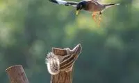 مبارزه تماشایی مرغ مینا و سنجاب بر سر یک سکو