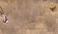 وقتی گوزن قلدر برای شیر، تره هم خُرد نمی‌کند!