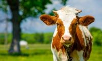 روتین مراقبت پوستیِ یک گاو در مجازی غوغا کرد!