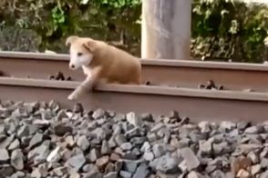 لحظاتی دلهره‌آور از خوابیدن یک سگ روی ریل قطار