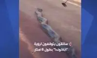 تردد مار آناکوندای عظیم‌الجثه، یک جاده را بست