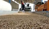 حرکت چندشناک یک کارگر در کارخانه پسته 