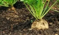 خواص بی‌نظیر این سبزی برای کاهش فشار خون