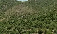 مسئولان جهاد برای بلوط‌های زاگرس کاری کنند