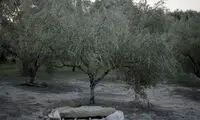 مقبره‌ای پر از «گنج» که در باغ زیتون کشف شد