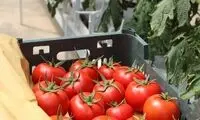 تامین ویتامین D مورد نیاز بدن با این خوراکی