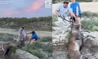 دو مرد شجاع به سختی گوزن بزرگ را از آب بیرون کشیدند