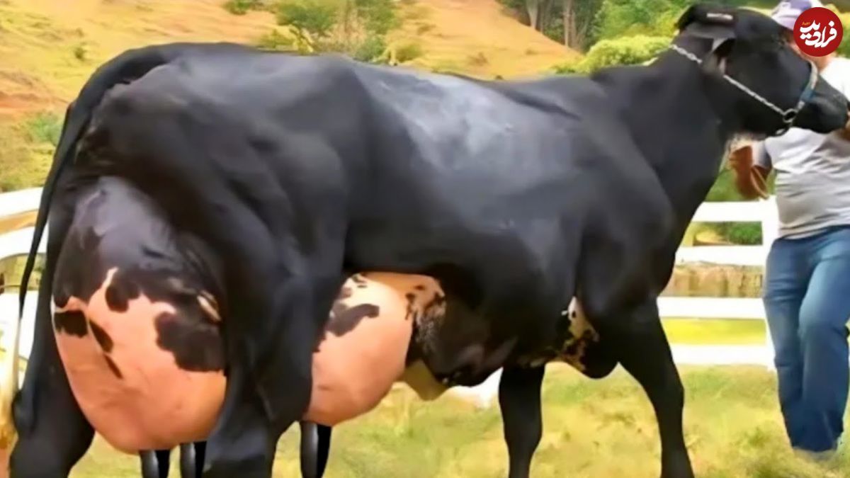  بیشترین شیر جهان را این گاو تولید می کند