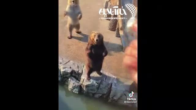 حرکت سوزناک خرس‌های باغ وحش برای گرفتن غذا