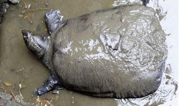  لاک‌پشت غول‌پیکر از مرگ نجات یافت