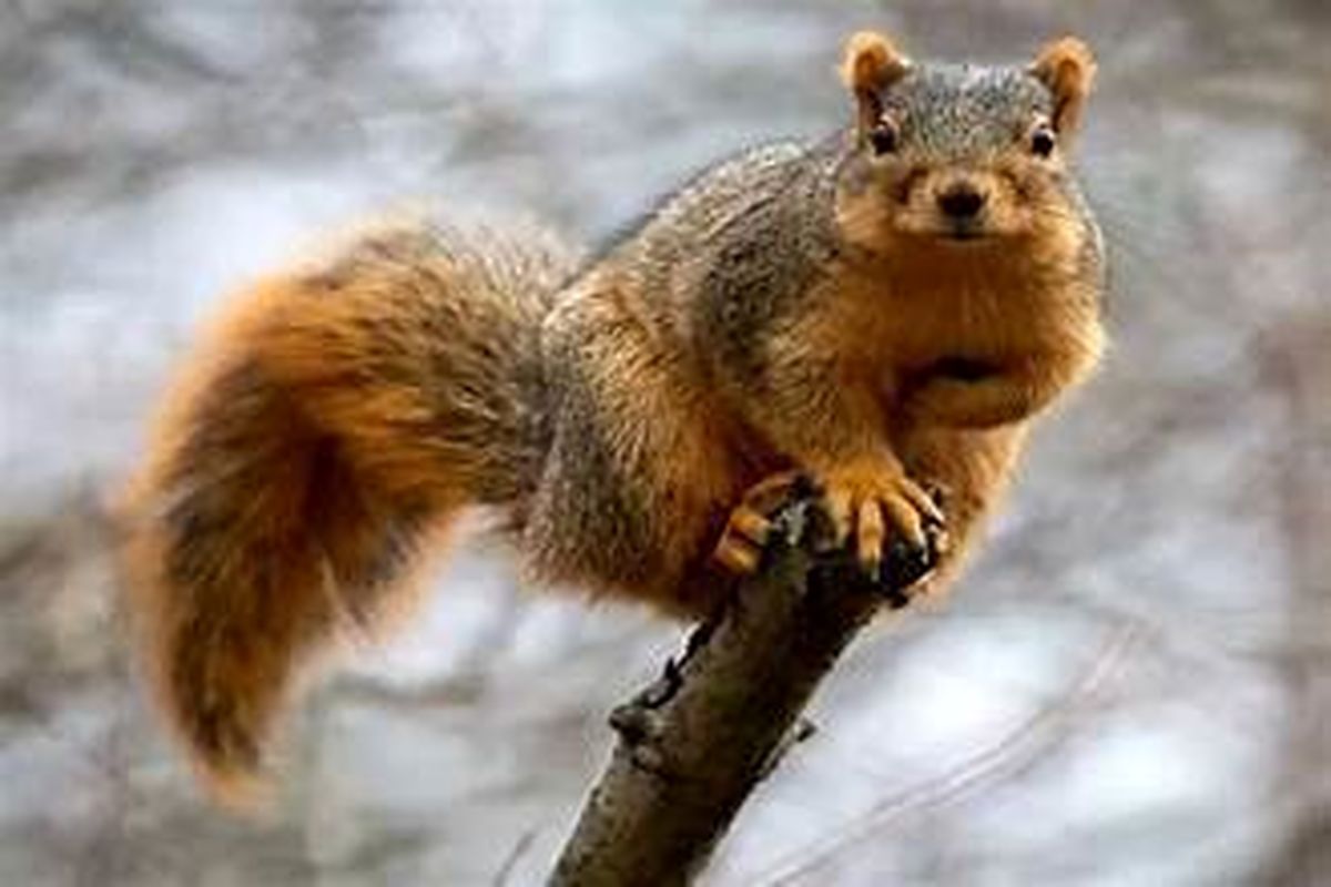 حمله جسورانه سنجاب به یک خرس!