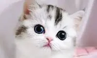 واکنش جالب یک گربه به آوازخوانی دختر نابینا 