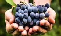 این میوه خودش یک «اَبَر غذا» است