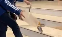  شگرد یک زن برای گرفتن مار کبرا
