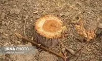 قطع شبانه درختان این خیابان قدیمی در تهران