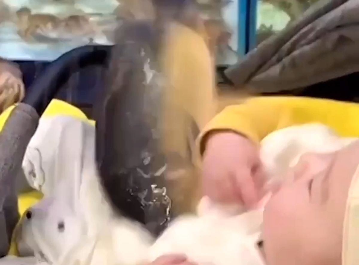 پرش ماهی غول‌پیکر در آغوش یک نوزاد!