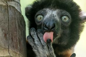 10 عکس بامزه از حیوانات که قطعا شما را می‌خنداند