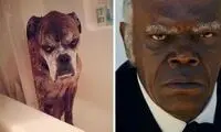 حیوانات بامزه‌ای که دقیقا شبیه افراد مشهور هستند
