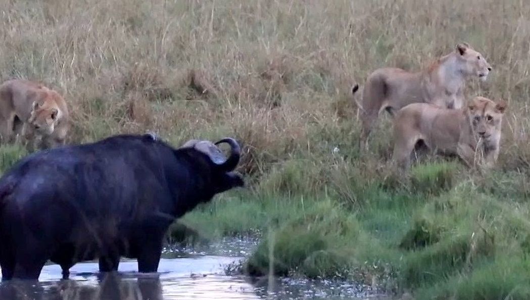 روش زیرکانه بوفالوها برای نجات از محاصره شیرها