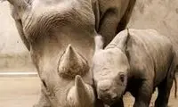 لحظه غم‌انگیز تلاش بچه کرگدن برای بیدارکردن مادر کشته شده‌اش