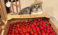 این گربه‌ها برای یک لقمه نان، عرق می‌ریزند!