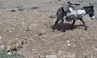 لحظه سقوط وحشتناک الاغ عشایر با بار از کوه