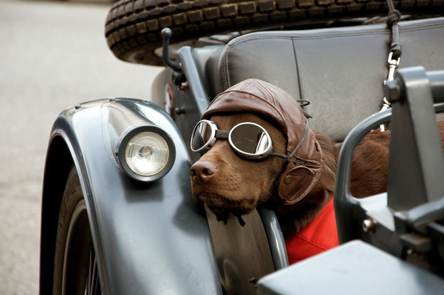 تسلط عجیب یک سگ در هدایت موتورسیکلت پربازدید شد