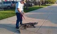 حضور مردی با تمساح در ورزشگاه فوتبال!