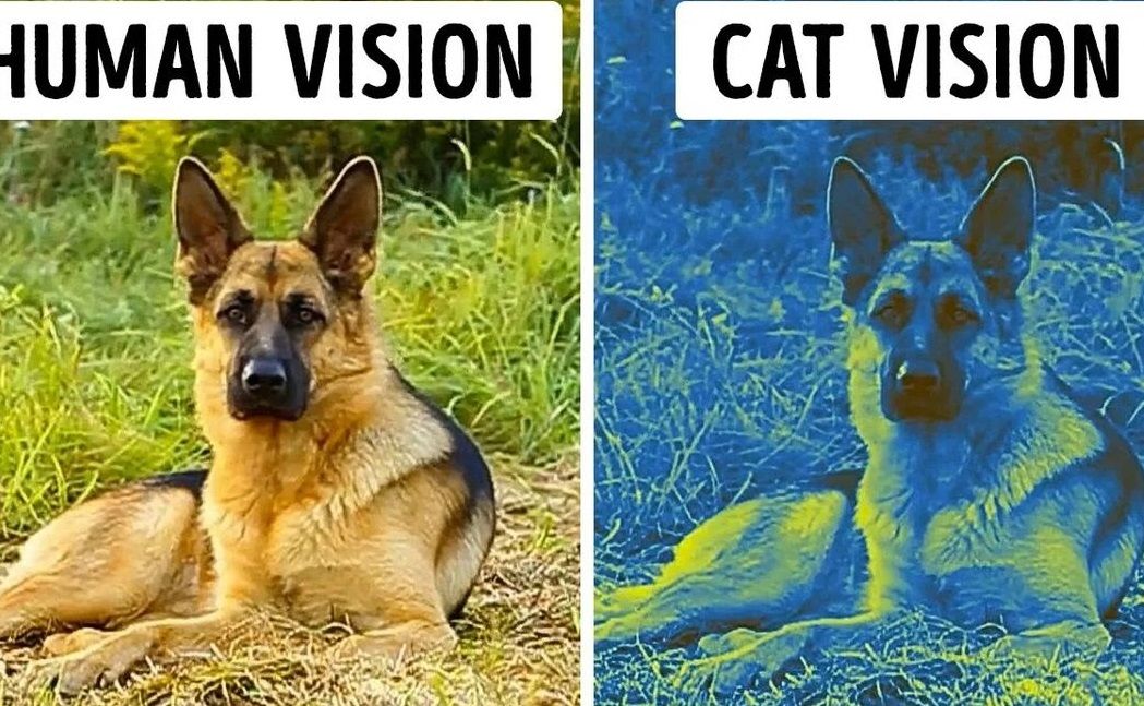جانوران مختلف اطراف‌شان را چه شکلی می‌بینند؟