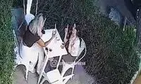 لحظه دلهره‌آور سرقت از دختر جوان مقابل کافه