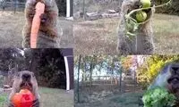 موش خرمای سارق محبوب شد!