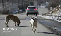 دادستان علیه شهردار فومن اعلام جرم کرد