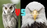 مقایسه جالب عقاب و جغد از همه نظر 