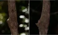کشف جانور جدیدی که دیدنش غیر ممکن است!