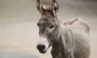 فروش شیر الاغ با قیمت‌هایی که باورش راحت نیست!