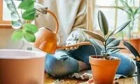 چند راهکار برای آب دادن به گلدان در دوران سفر