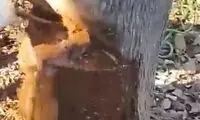 اتفاق باورنکردنی؛ خروج آب از داخل یک درخت!