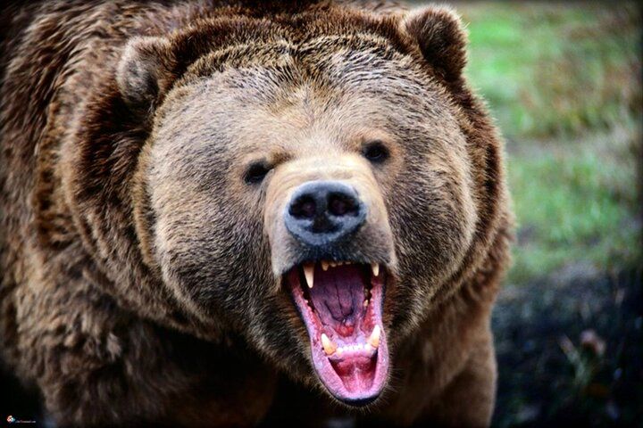 حمله خرس به مرد ۵۹ ساله در ارتفاعات ماسال