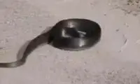 لحظه‌ نادر خودکشی یک مار 